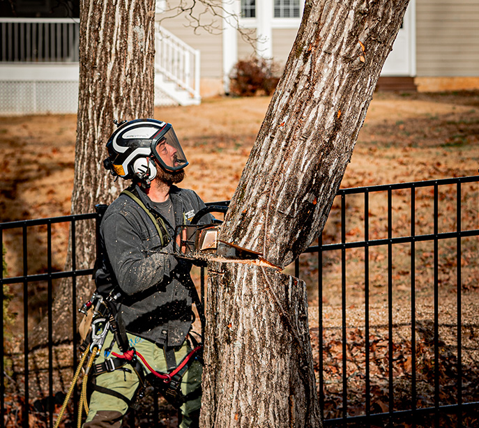 tree removal chattanooga tn